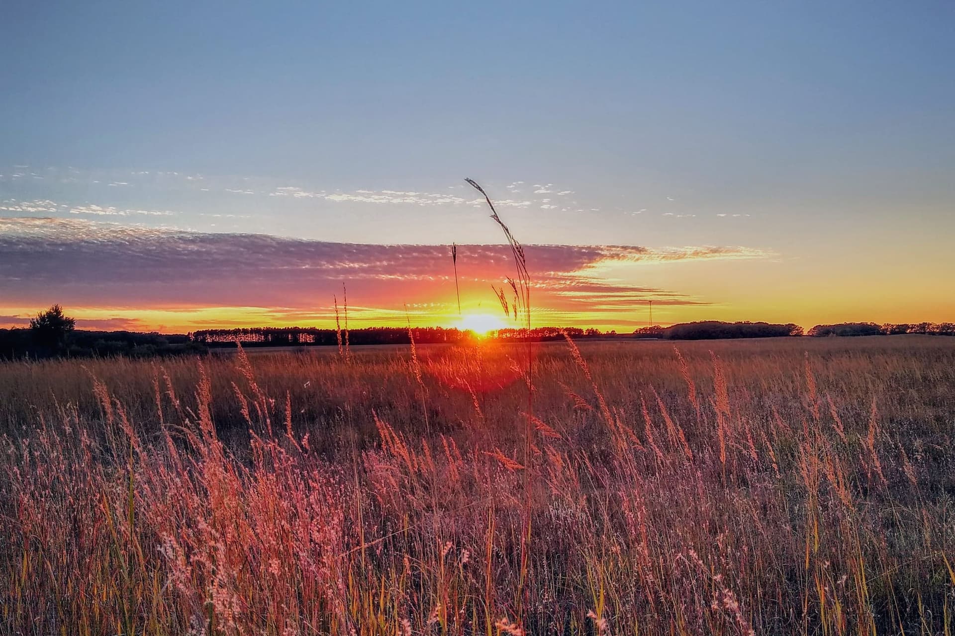 Tall prairie grass glowing pink in the last light as the sun sets on the horizon