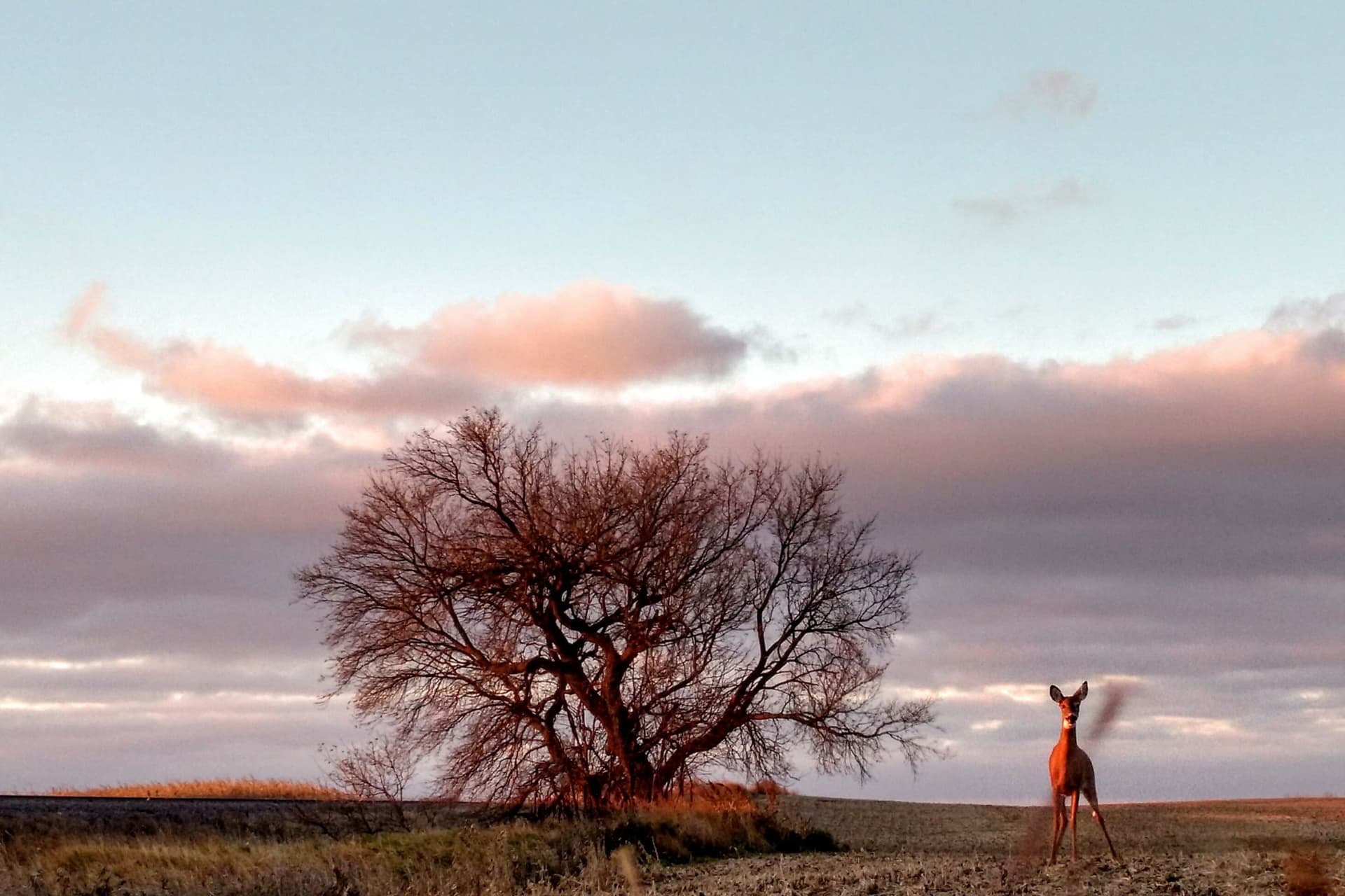 A deer standing in a harvested field beside a bare tree under a pink dawn sky